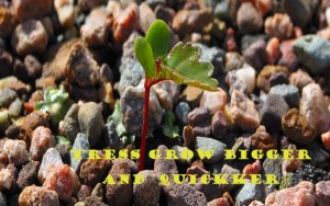 trees grow bigger and quicker